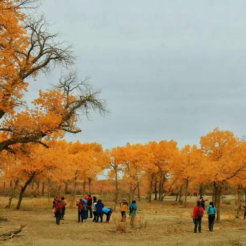 壮美大西北 金色额济纳		游记：我的甘青蒙之行（下集）