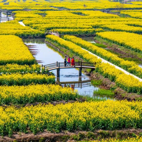 众里寻他千百度 -- 春日赏花记（下）