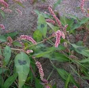 【自然物语】夏季第三十一植物：水蓼