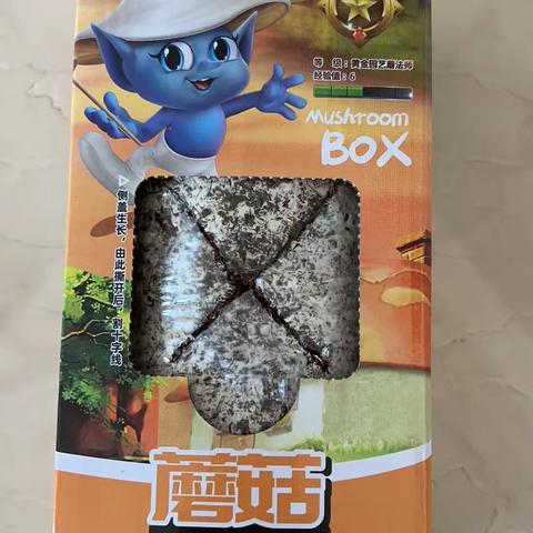 黄金菇的成长日记—一（四）班 林楷皓