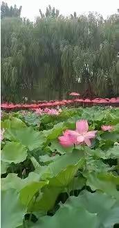 孟津万亩荷塘+魏家坡古镇一日游