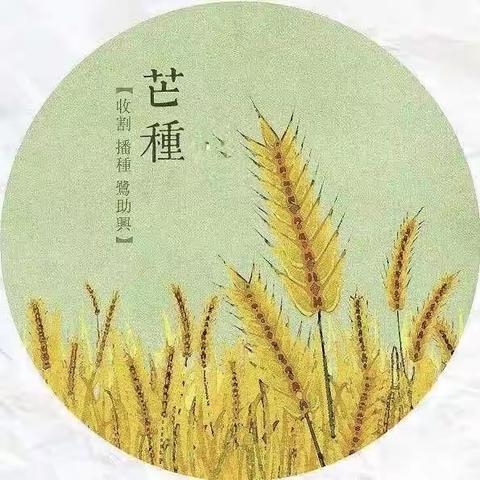 收获美好、播种希望☀️----东营区胜利集输幼儿园二十四节气之芒种