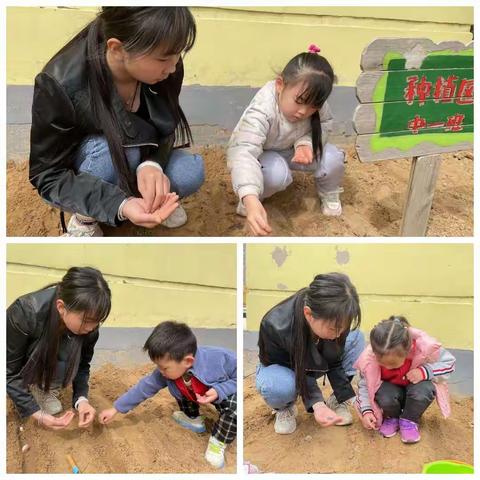 【自然教育】春耕春种，探寻自然之趣|锦绣实验幼儿园自然种植活动