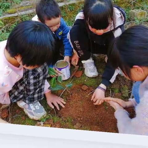 植一棵树 绿一方土       五里坪学校植树节主题活动