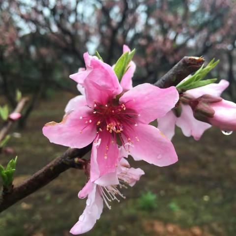 幸福如花