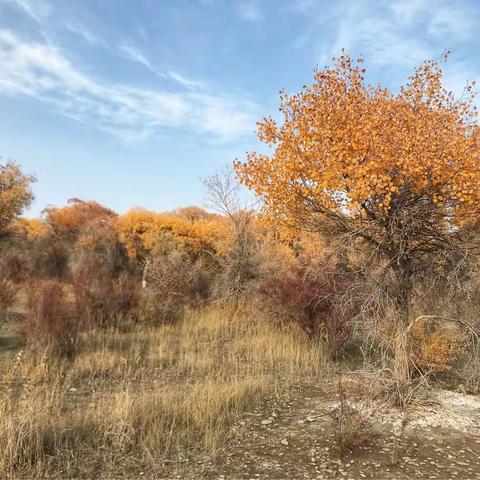 南疆行一胡杨篇