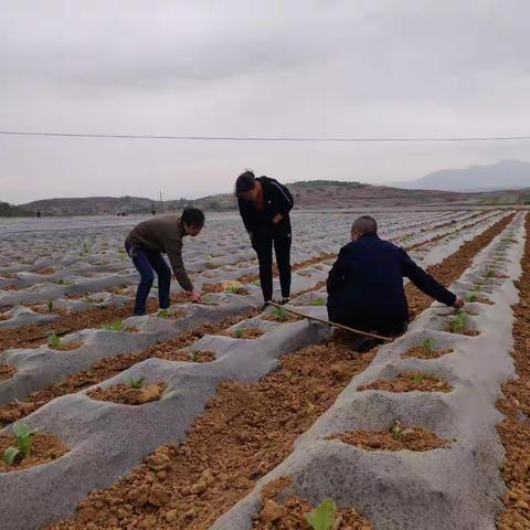 守望烟叶工作站完成2020年膜下小苗移栽检查考核工作并召开移栽总结会