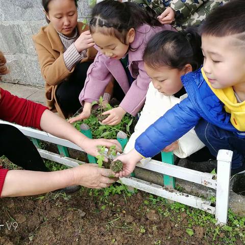 麦穗六班《番茄》