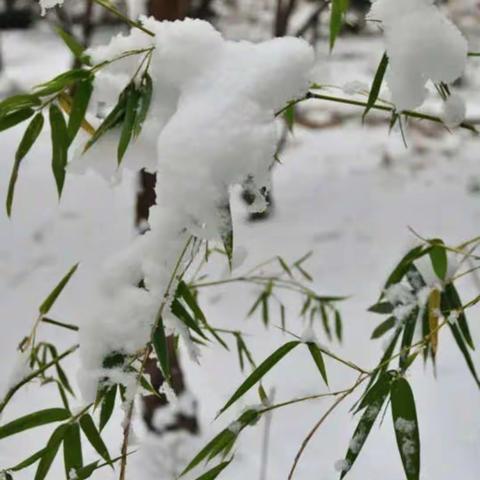 初雪纷飞，情暖校园——嫩江小学清雪纪实