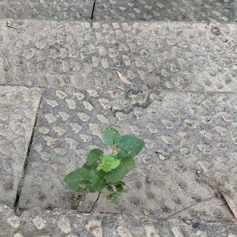 石阶里的小桑树还活着