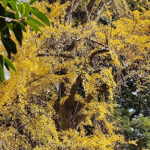 罨画池～满地黄金甲！