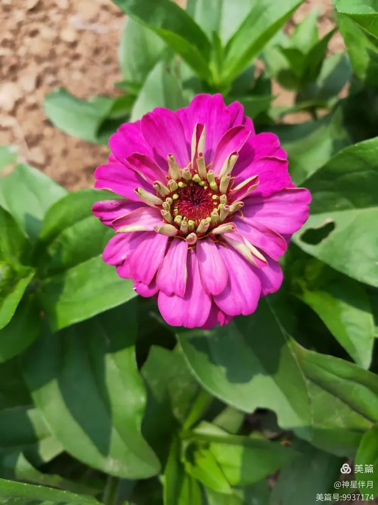 久草的简单介绍 久草的简单介绍