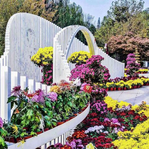 海泊河公园菊展也漂亮（20221106）