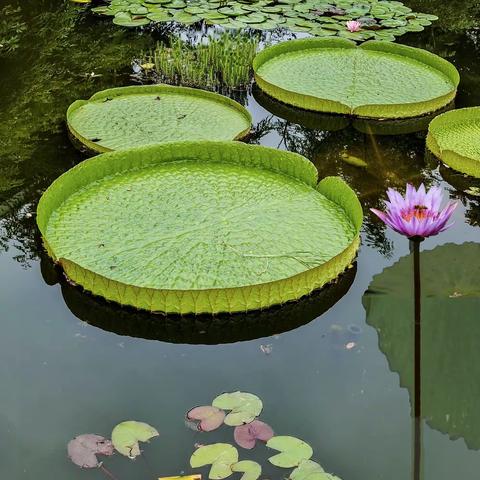 世博园观莲赏荷（20220726）