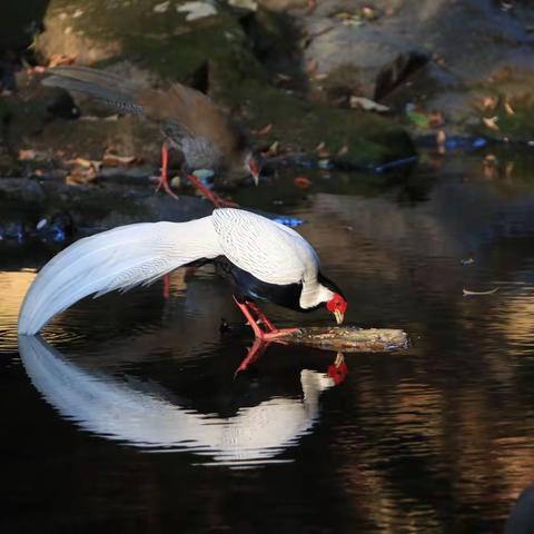 深山精灵～白鹇（副本）
