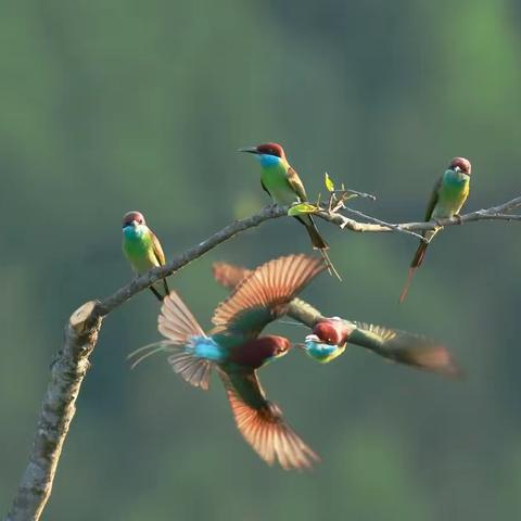 明溪鸟讯：“中国最美小鸟”蓝喉蜂虎热拍中