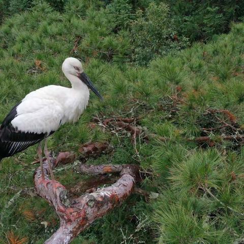 东方白鹳“作客”明溪