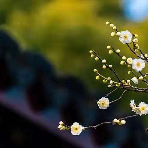 二十四节气之春分——青西新区山水新城幼儿园小二班