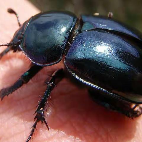 何思洁昆虫备忘录