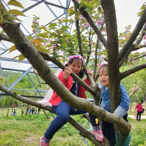 春天，樱花开了，我们一起赏美丽的樱花🌸