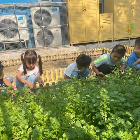 快乐的幼儿园生活之我爱🥕