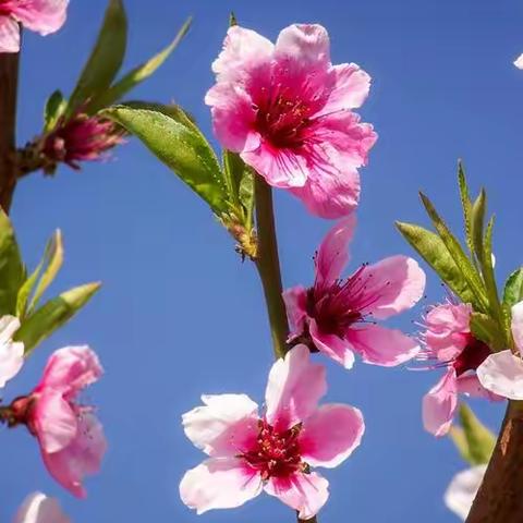 我和春天有个约会——记沿江新圩小学女教职工“三八”妇女节踏青活动