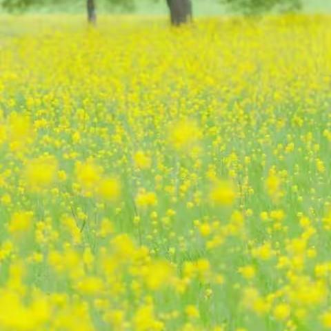 春风化雨，德润人心。 ——家有儿女在西苑 1602班学生张皓越家长