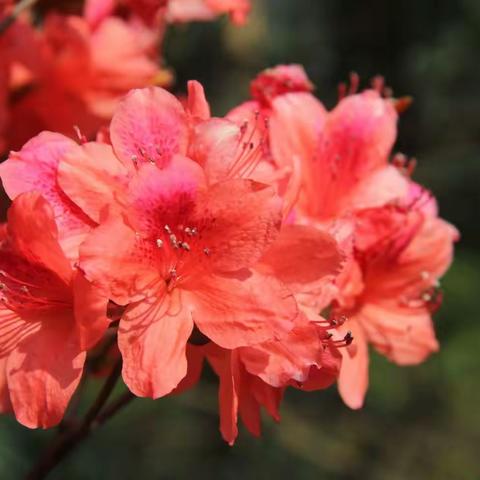 映山红开迎春来