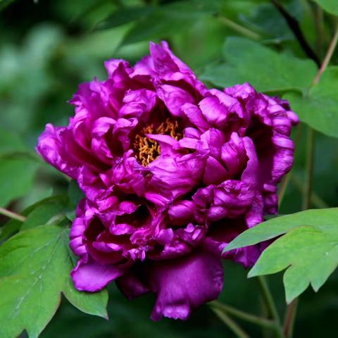 雍容华贵，国色天香