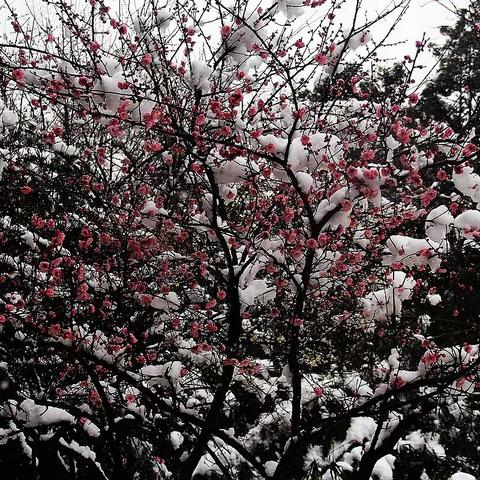 雪映寒梅花盛开