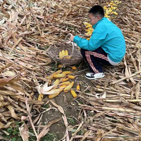 喜迎二十大，劳动最光荣—记达拉特旗第十小学国庆假期劳动实践活动