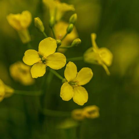 油菜花开别样美