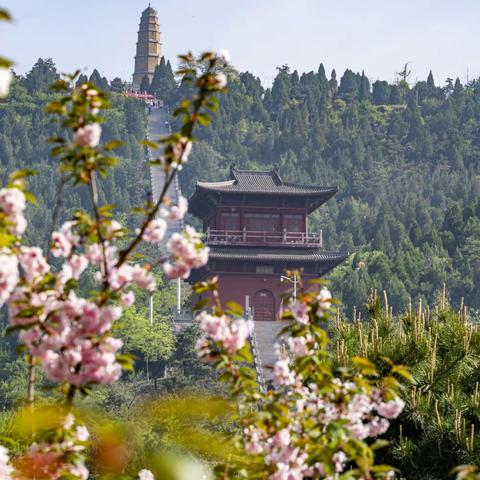 白马寺山樱花灿烂