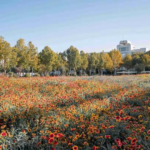 花海校园