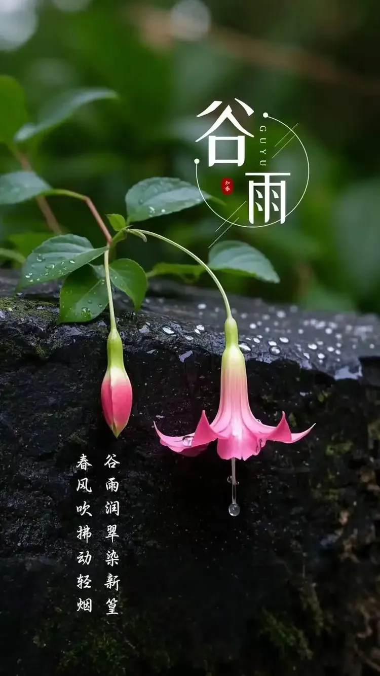 no.6,朗诵:《谷雨 诗词五首》/金雀山