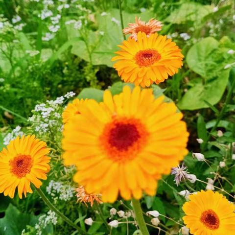五月的菊花
