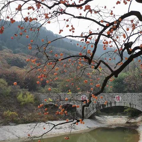 在沂山西麓、嵩山北麓的官护山