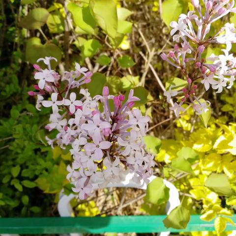 丁香花开