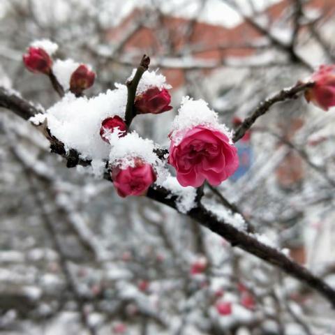 美丽一中，花开四季