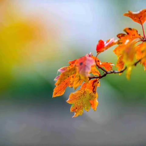 风掠过   谁是谁拾起的一枚秋叶