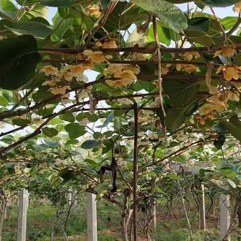 猕猴桃人工辅助授粉注意事项