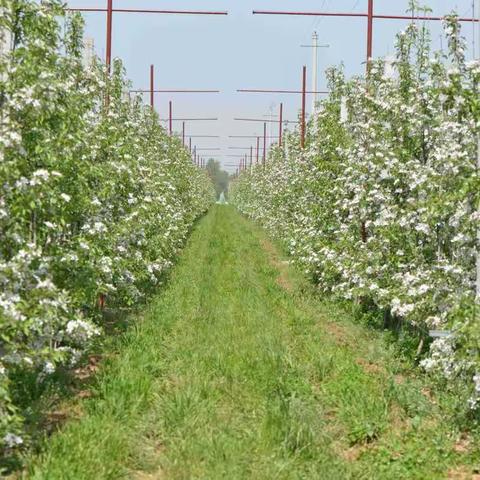 果树阴雨低温天气应对建议