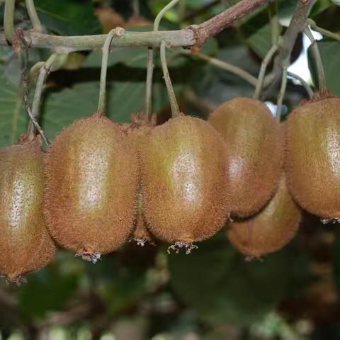 猕猴桃果实腐烂病害田间综合防治技术