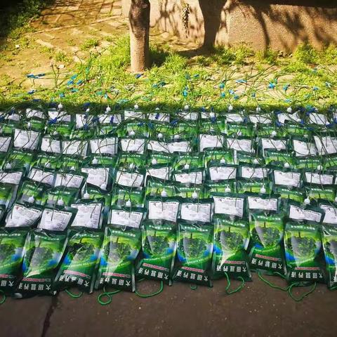 树木挂吊瓶，输送营养液