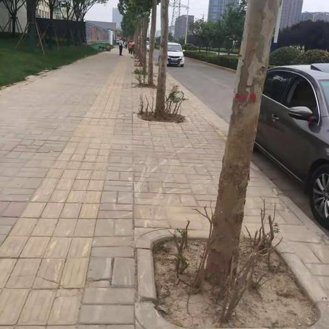 西部大道树坑高土台工作整治情况