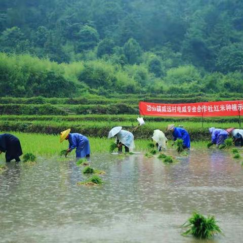 威远村的红米开种啦！