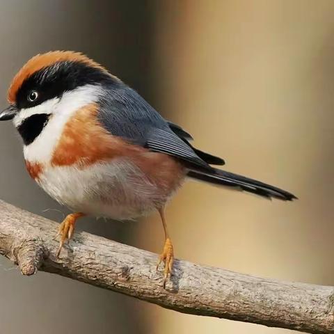 红头山雀——中国最小的鸟
