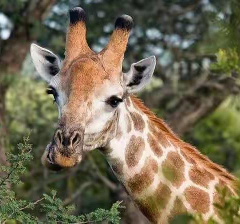 爱佳贝幼儿园大班第四十期微课堂开课啦！