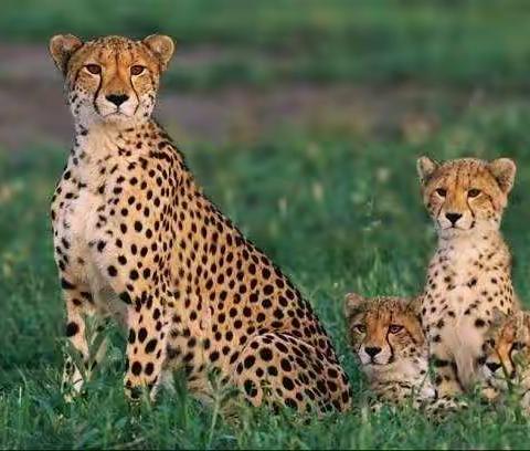 爱佳贝幼儿园中班第41期微课堂开课啦～