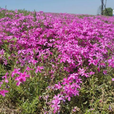 华佗百草园  放松心情的一天        Today is nice day ！